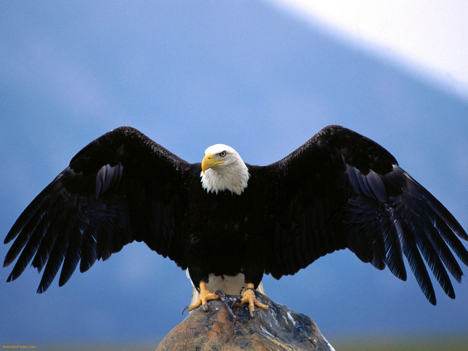 photo of eagle