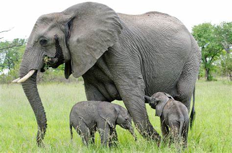 photo of african elephant