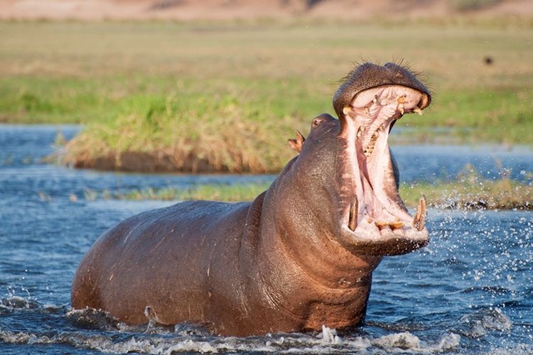 photo of hippopotamus