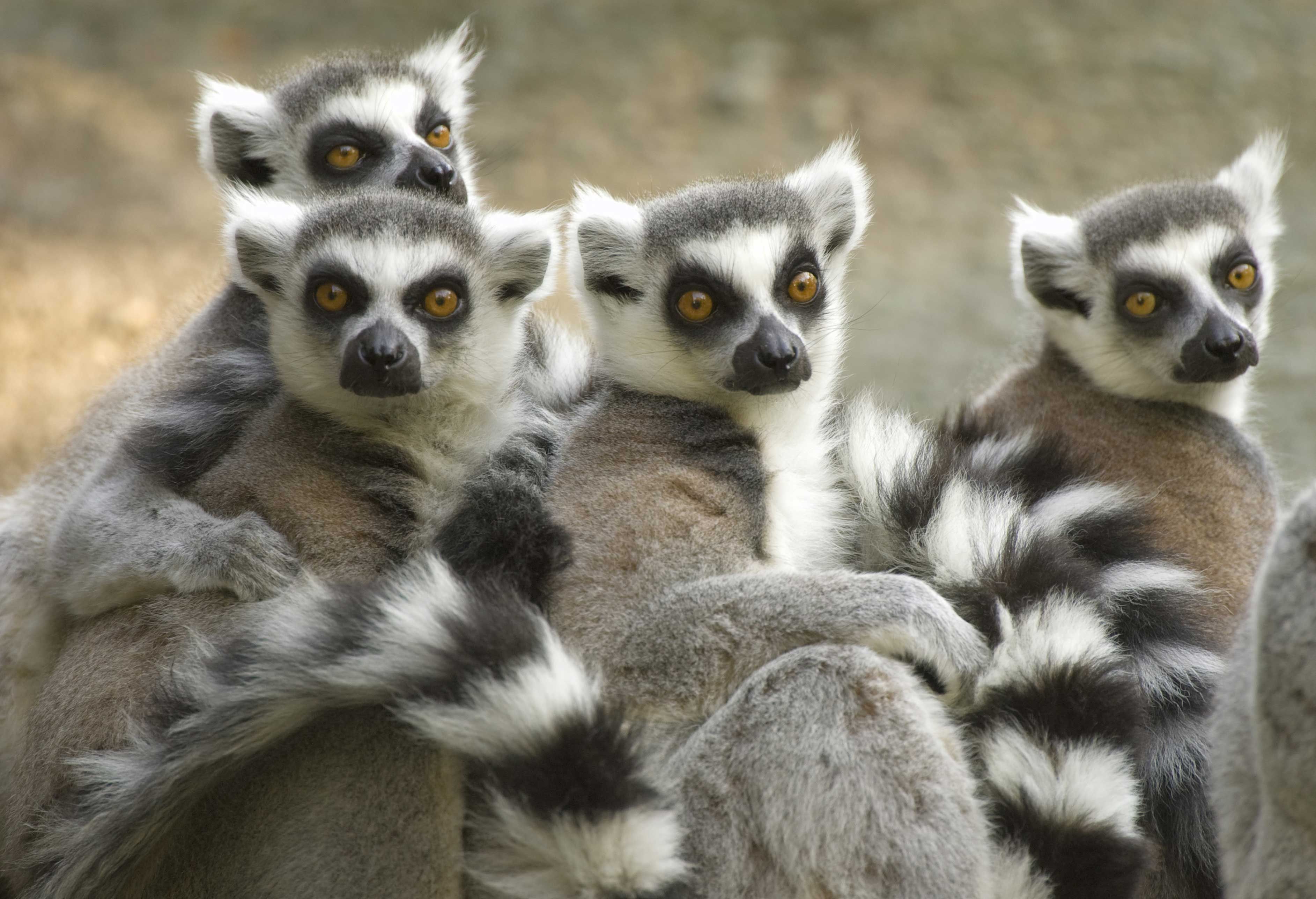 photo of lemur