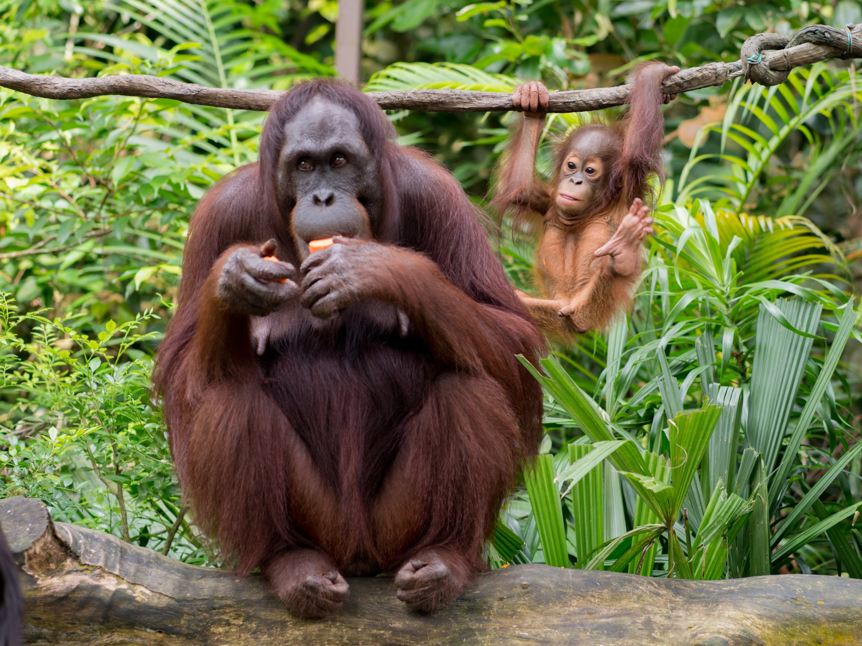 photo of asian orangutan