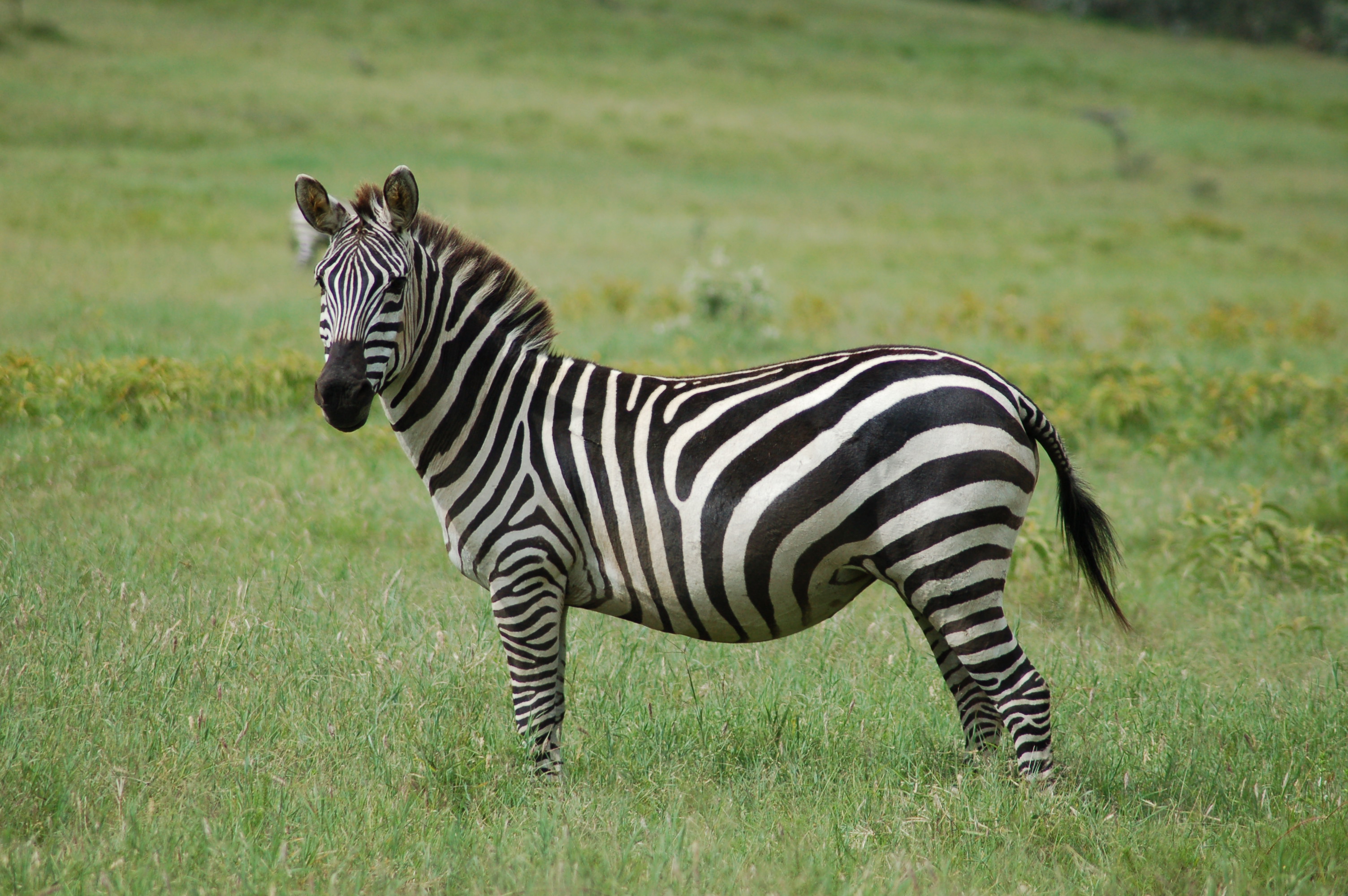 photo of zebra